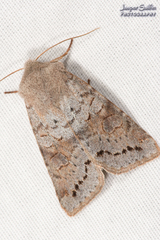Orthosia revicta