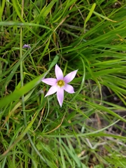 Romulea rosea australis