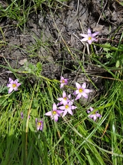 Romulea rosea australis