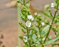 Veronica undulata