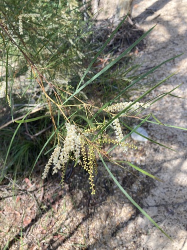 Image of Acacia longissima by (c) Thomas Mesaglio, some rights reserved (CC BY)