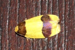 Heterallactis euchrysa