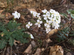 Dryopetalon runcinatum