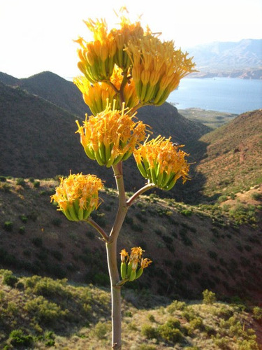 Agave chrysantha