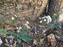 Dryopetalon runcinatum