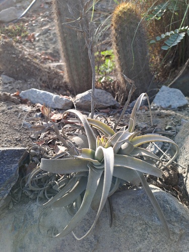 Tillandsia purpurea (Tillandsia purpurea)
