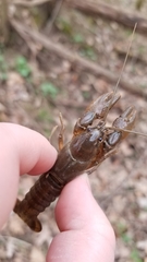 Cambarus bartonii cavatus