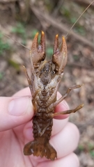 Cambarus bartonii cavatus