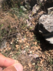Poa fendleriana