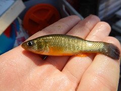 Fundulus grandis