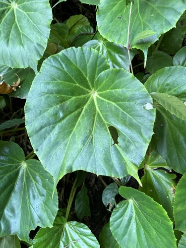 Begonia urophylla, photograph 3