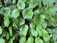 Begonia urophylla, photograph Madeleine Claire, CC BY, iNaturalist via GBIF