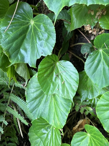Begonia urophylla, photograph 5