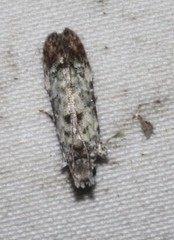 Hypatima