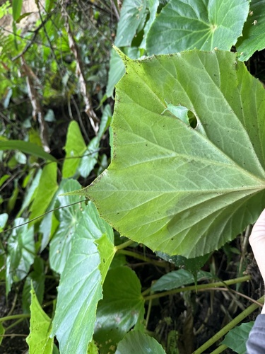 Begonia urophylla, photograph 6