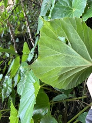 Begonia urophylla, photograph Madeleine Claire, CC BY, iNaturalist via GBIF