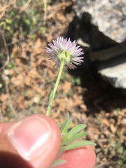 Erigeron tracyi