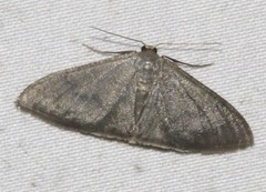 Idaea coercita