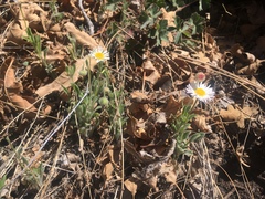 Erigeron tracyi