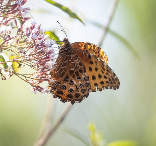 Lesser False Fritillary
