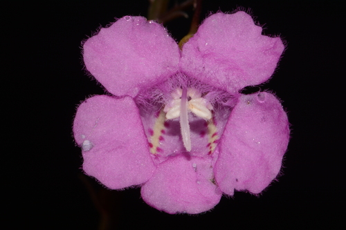 Image of Agalinis oligophylla by (c) Brian Finzel, some rights reserved (CC BY-SA)