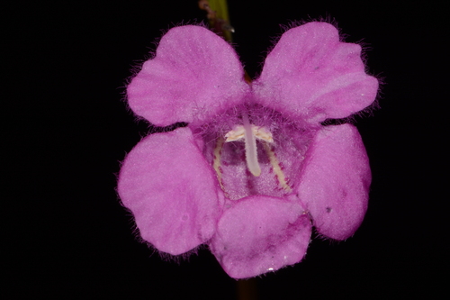 Image of Agalinis oligophylla by (c) Brian Finzel, some rights reserved (CC BY-SA)