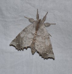 Olceclostera seraphica