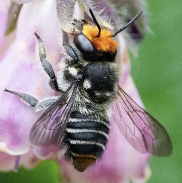 Megachile maculariformis