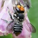 Megachile maculariformis - Photo (c) kristiek, some rights reserved (CC BY-NC), uploaded by kristiek