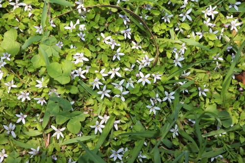 Image of Isotoma fluviatilis by (c) Thomas Mesaglio, some rights reserved (CC BY)
