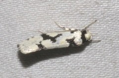 Lichenaula calligrapha