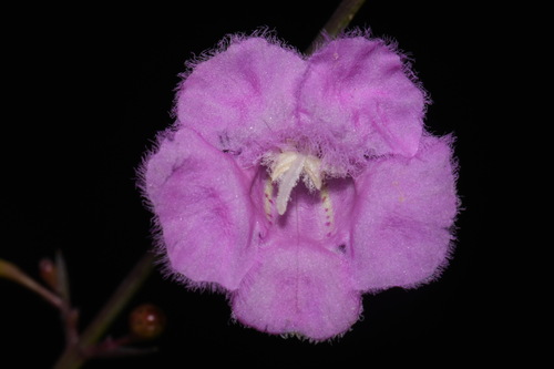 Ridgestem false foxglove (Agalinis oligophylla)