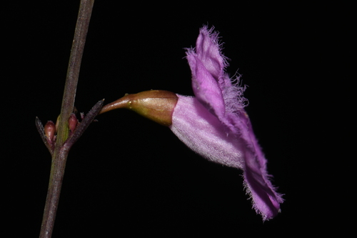 Image of Ridgestem False Foxglove (Agalinis oligophylla) by (c) Brian Finzel, some rights reserved (CC BY-SA)