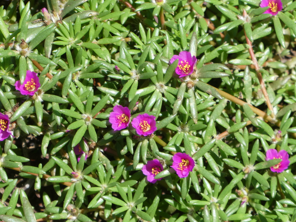 shaggy portulaca from Brisbane QLD, Australia on December 28, 2023 at ...