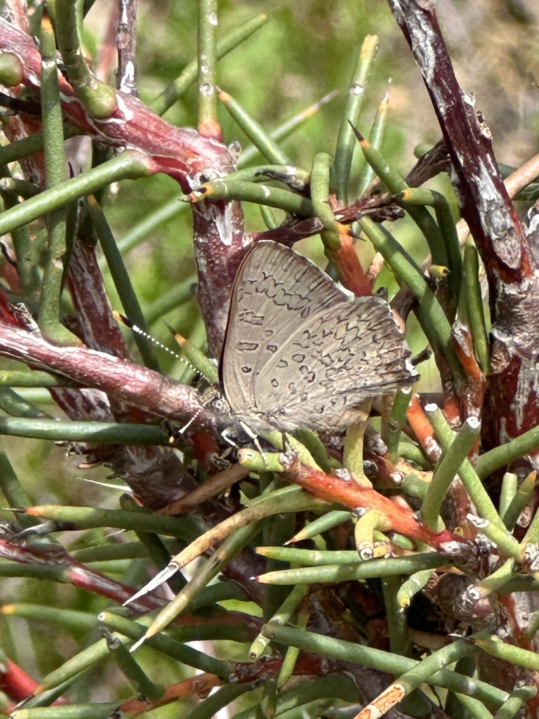 Eltham copper butterfly from Castlemaine Botanical Gardens, Castlemaine