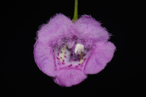 Image of Agalinis setacea by (c) Brian Finzel, some rights reserved (CC BY-SA)