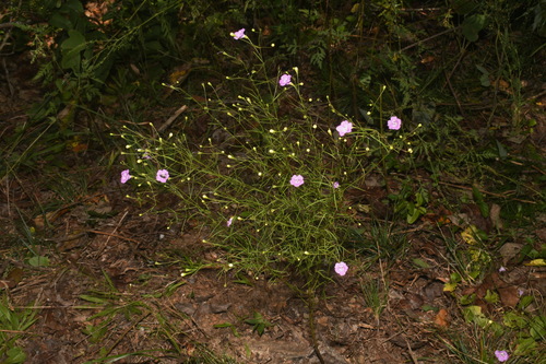 Image of Agalinis setacea by (c) Brian Finzel, some rights reserved (CC BY-SA)