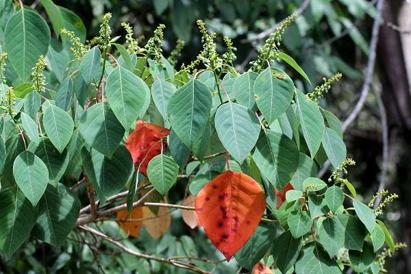 Homalanthus populifolius