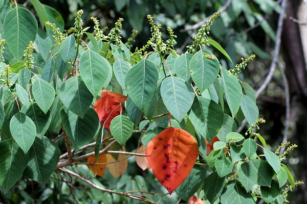 Homalanthus populifolius