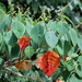 Homalanthus populifolius - Photo (c) Pete Woodall,  זכויות יוצרים חלקיות (CC BY-NC), הועלה על ידי Pete Woodall