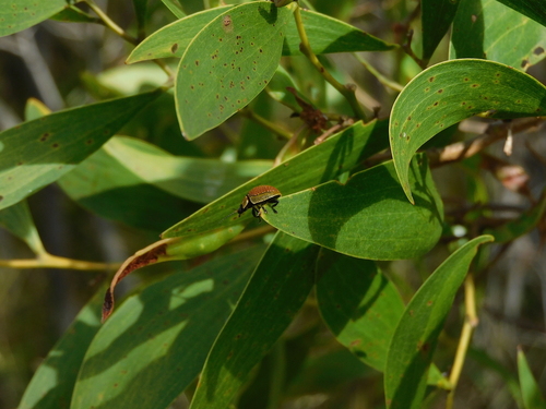 Eucalyptus variegated beetle photo 4