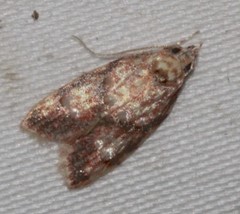 Lophopepla igniferella