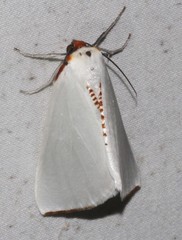 Thalaina selenaea