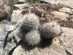 Escobaria organensis