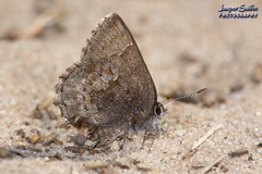 Callophrys polios