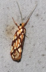 Lactura panopsia