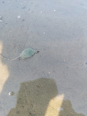 Phyllodocidae