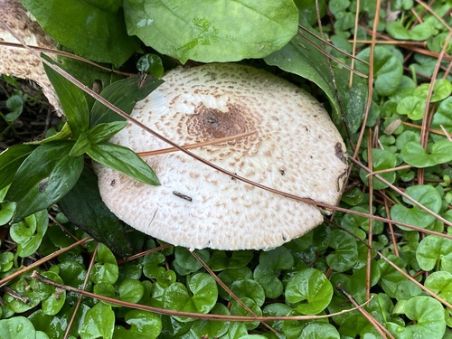 Agaricaceae
