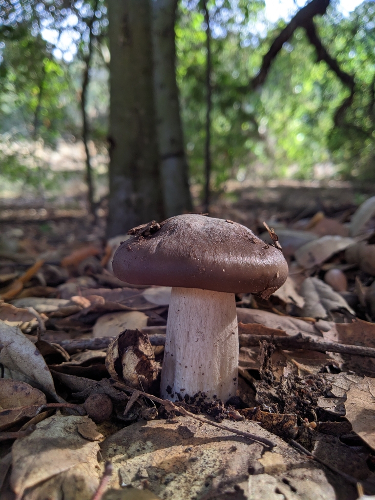 Bleachy Bleachy Entoloma from Lakeside, CA 92040, USA on December 27, 2023 at ...