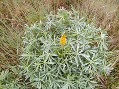 Lupinus luteus